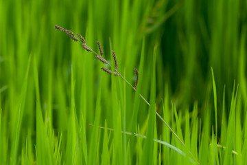 green grass