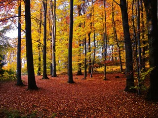 Broad leaf tree forest at autumn / fall daylight, colorful foliage. Woodland,countryside landscape.Relaxing nature.  .