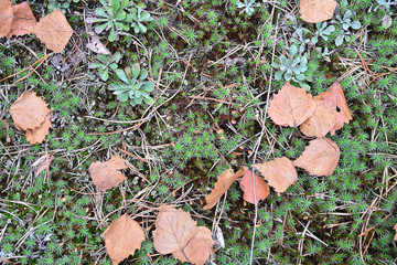 Autumn birch leaves and spruce needles on a moss
