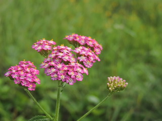 Fototapeta premium yarrow pink