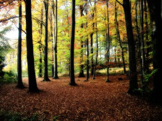 Broad leaf tree forest at autumn / fall daylight, colorful foliage. Blurred, magical landscape.Relaxing nature.  .