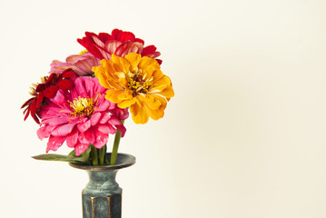 Bouquet of pink zinnia flowers in a vase isolated. Indoor. Copy space.