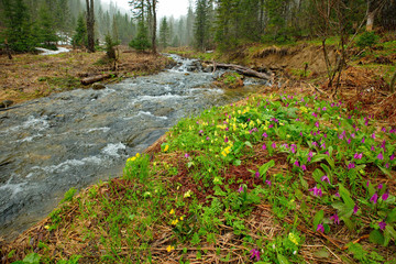 Russia. The South Of Western Siberia. River taiga of the Kuznetsk Alatau in the spring.