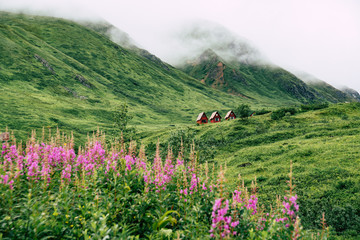Abandoned red cabins sit in the green lush mountains of Alaska’s Hatcher Pass near Independence Mine. Purple wildflowers fireweed intentionally blurred in foreground - obrazy, fototapety, plakaty