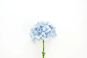 Rolgordijnen Blauwe hortensia bloem op witte achtergrond. Platliggend, bovenaanzicht bloemenconcept. © Floral Deco