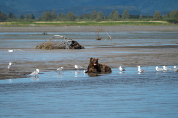 Fototapeta premium Alaskan coastal brown bear eats a salmon fish he caught while laying in a riverbed in Katmai National Park. Seagulls surround the bear
