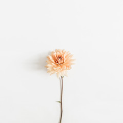 Dahlia flower isolated on white background. Flat lay, top view.