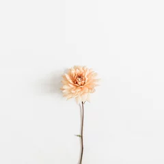 Fototapeten Dahlia flower isolated on white background. Flat lay, top view. © Floral Deco