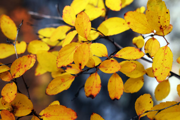 tree Branches in the rays of the setting sun. Colorful colorful autumn forest.  Mysterious and fabulous forest. Krasnoyarsk region. The Nature Of Siberia. Tourist landscape. Yellow and red leaves .