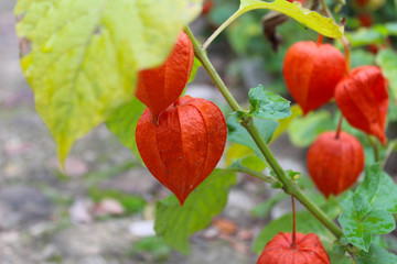 Orange physalis. Plant of the nightshade family, decorative and edible. Healthy food. The concept of farming and agriculture.