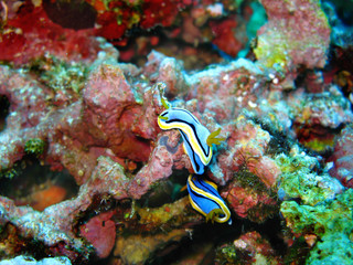 Closeup photo of two blue and yellow Philippines nudibranchs (sea slugs) in wildlife on the colorful coral background. 