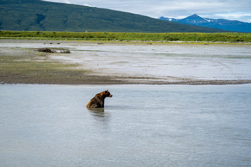 Naklejka premium Alaskan coastal brown grizzly bear sits in water as he fishes for salmon in Katmai National Park