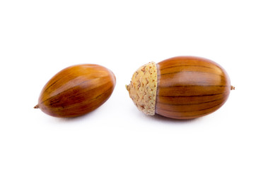 Ripe acorns isolated on a white background