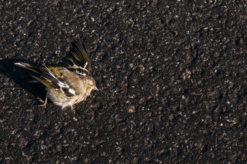 Dead sparrow lies on the wet asphalt close up shot on natural light.
