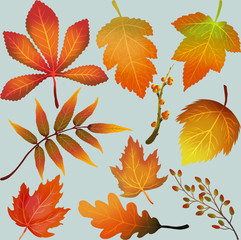 Miscellaneous autumn leaves set  with golden maple and oak leaves.   isolated on blue background