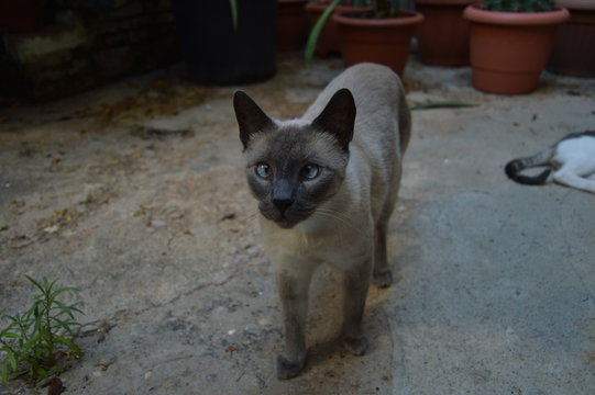 White cat