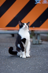 団地に住む野良猫