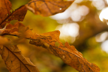 autumn leafs