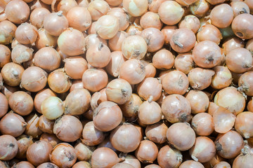 a lot of onion for background