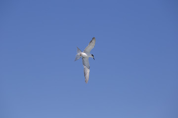Seagull flying under blue sly