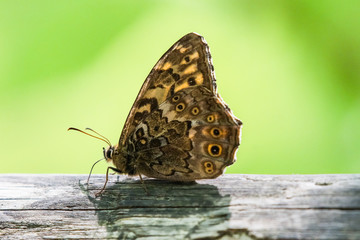 Fototapeta premium Butterfly feeding on tree sap