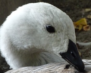 Close up with the white goose, colorful, cleaning its feathers