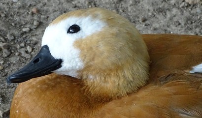 Close up with the brown goose