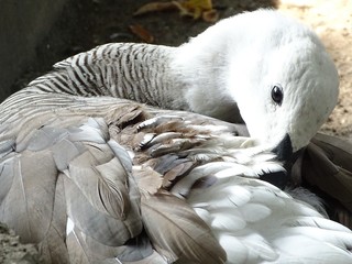 Close up with the white goose, colorful, cleaning its feathers