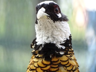 Close up of Reeve's pheasant - pheasant Chinese endangered
