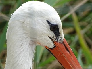 Close up with profile of stork with orange beak