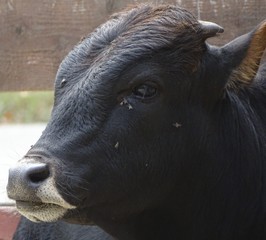 Close up with brown - black cow