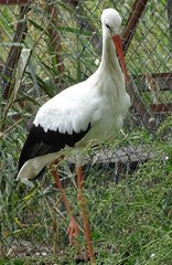 Close up with profile of stork with orange beak