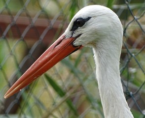 Close up with profile of stork with orange beak
