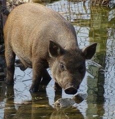 Close up of wild pig brown drinking water