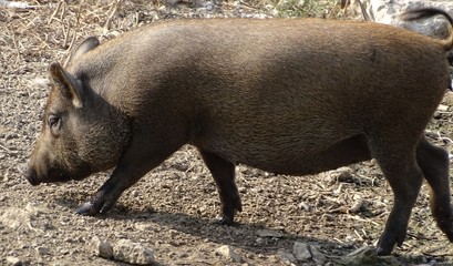 Close up with wild wild pig, walking on the ground