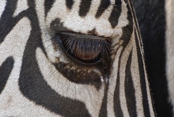 Close up with face of zebra, eyes and genes