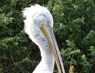 Close up profile of pelican with ruffled feathers