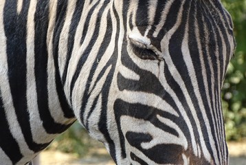 Fototapeta na wymiar Close up with face of zebra, eyes and genes