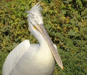 Close up profile of pelican with ruffled feathers