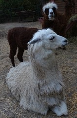 Image with white llama and her baby sitting brown standing