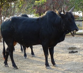 Close up with  black cow - indian cow