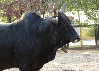 Close up with  black cow - indian cow