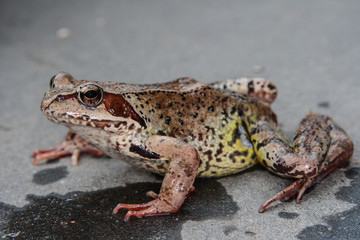 Frog on the start