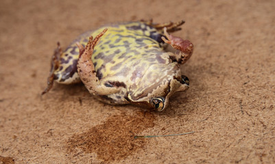 Frog