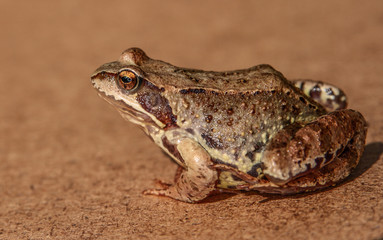 Frog