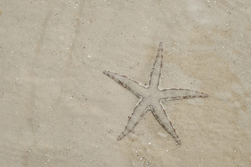 Fototapeta na wymiar Starfish under the sand in nature