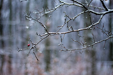 A snow-covered branch on the background of trees in the winter forest_