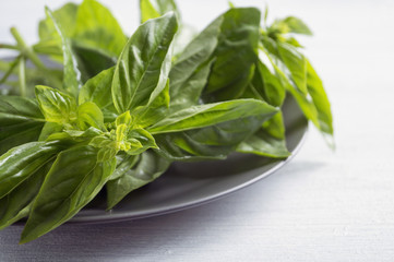 spicy fresh green Basil on a light background.