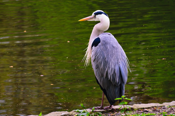A heron in Hyde Park, London