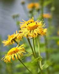 The yellow aster is blooming in the garden. Scarlet flower against the background of green leaves. Natural background.